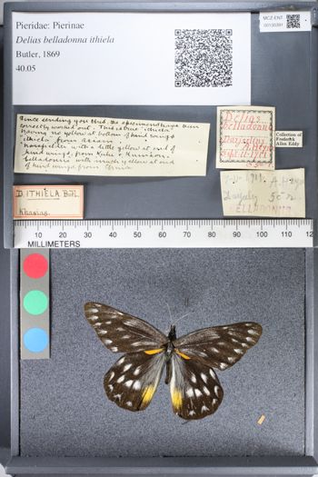 Media type: image;   Entomology 130391